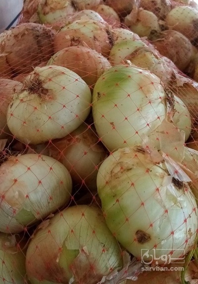 فروش پیاز زرد
