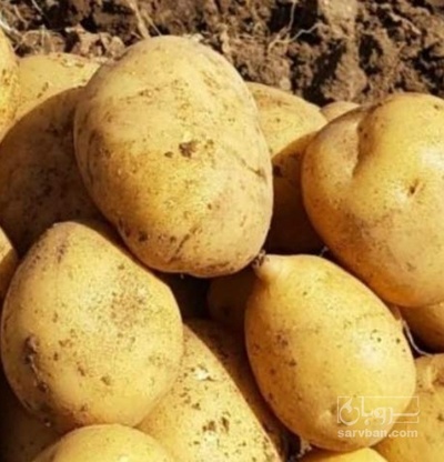 فروش سیب زمینی اگریا
