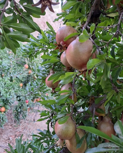 بار فروشی و حق العمل کاری حاج حسین جاوید