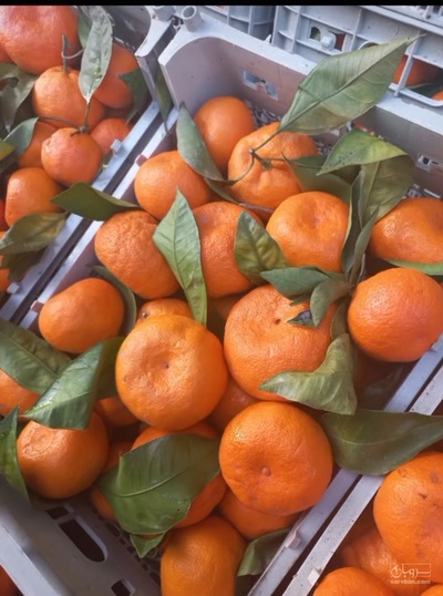 بار فروشی امجد فرهادی و پسران