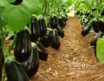فروش بادمجان