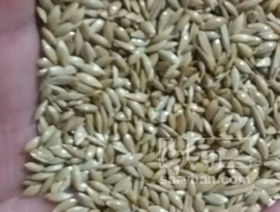 فروش  کتان اردبیل