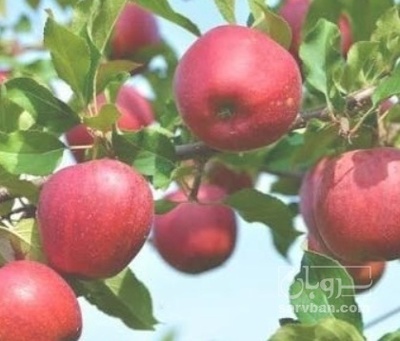 فروش سیب
