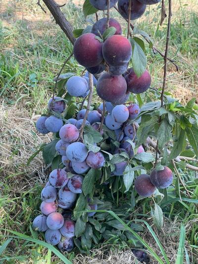 فروش آلو لواشکی