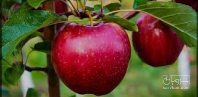 فروش سیب قرمز