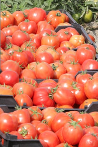 فروش گوجه فرنگی