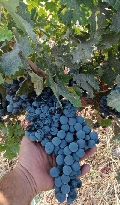 فروش انگور سردشت