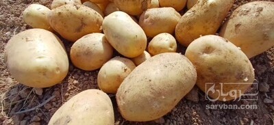فروش سیب زمینی جلی