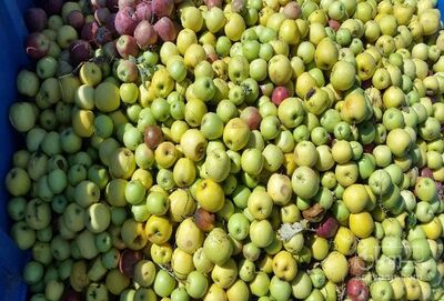 فروش سیب ضایعاتی