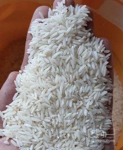 فروش برنج صدری لرستان