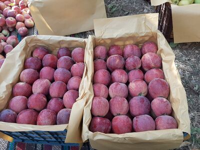 فروش سیب قرمز