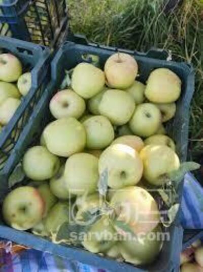 فروش سیب زرد