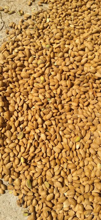 فروش بادام درختی