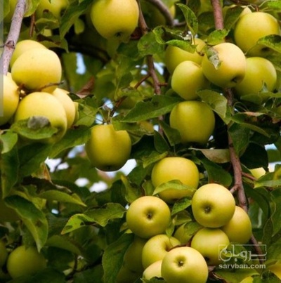 فروش سیب زرد