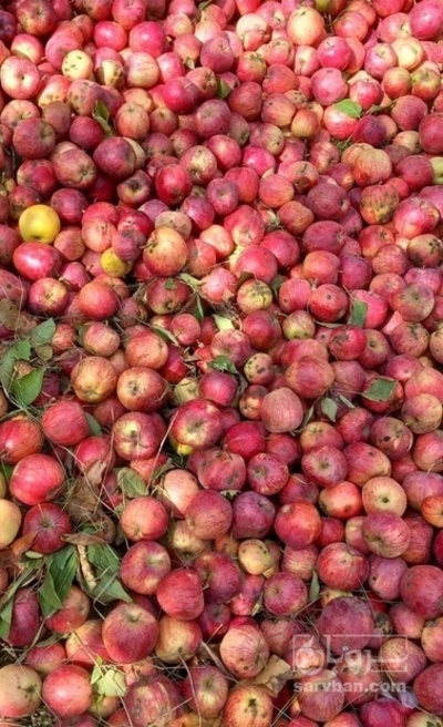 فروش سیب پادرختی