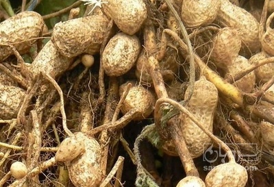 فروش بادام زمینی