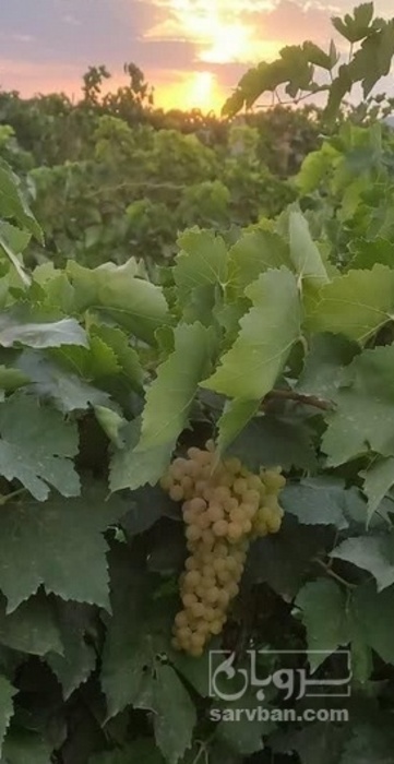 فروش انگور بی دانه سفید