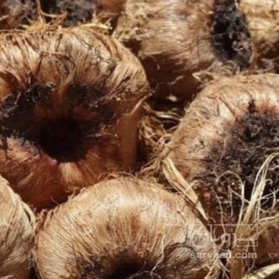 فروش  پیاززعفران