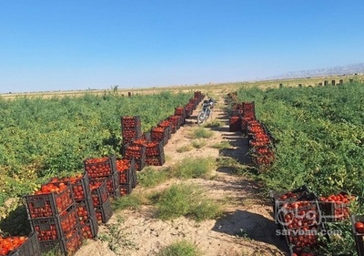 فروش گوجه فرنگی هوای ازاد