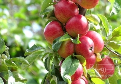 فروش سیب قرمز