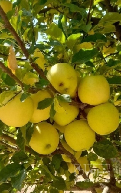 فروش سیب زرد