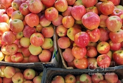 فروش سیب ضایعاتی