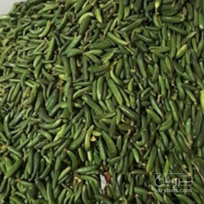 فروش خیار خیارشوری