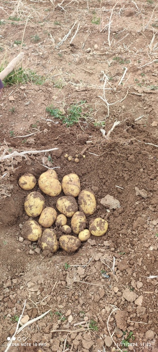 فروش سیب زمینی کنستانس مدل 1401