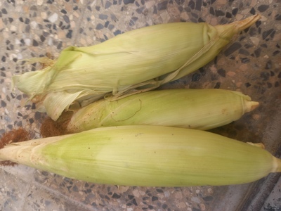 فروش ذرت علوفه ای