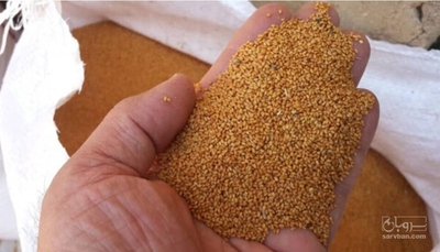 فروش کاملینا (کتان‌کش)