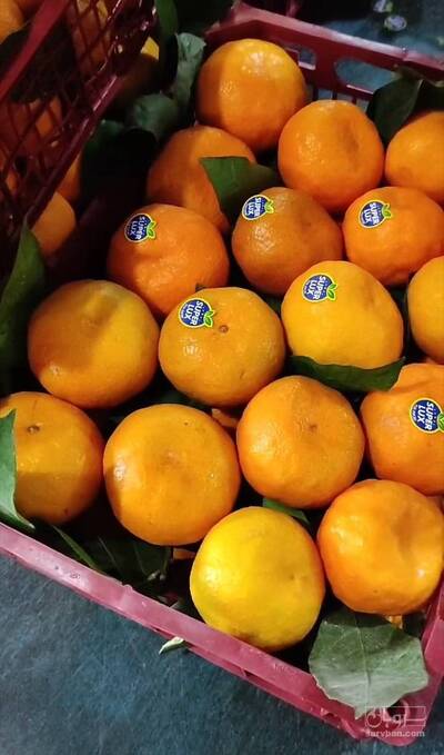 فروش نارنگی