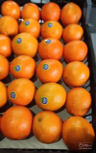 فروش پرتقال