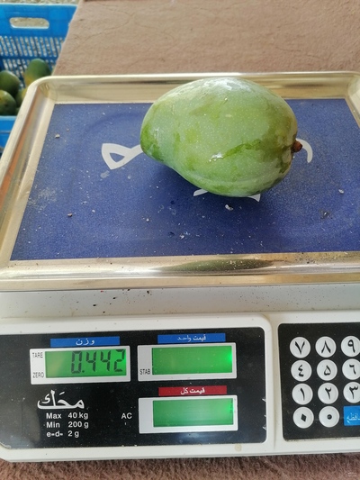 فروش انبه 3