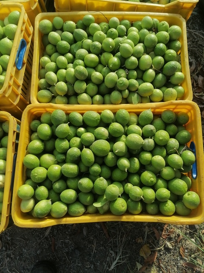 فروش لیموترش