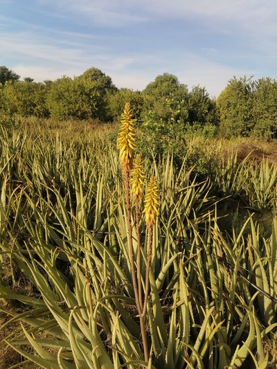فروش آلوئه ورا
