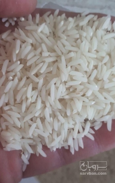 فروش برنج علی کاظمی