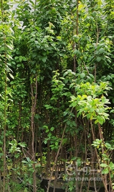 فروش نهال آلو