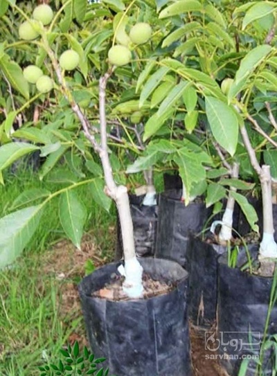 فروش نهال گردو