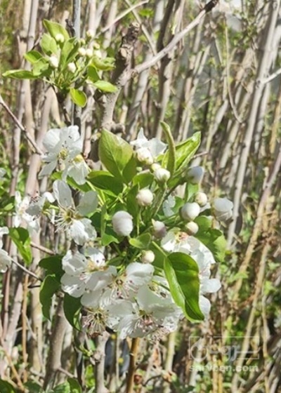 فروش نهال هلو