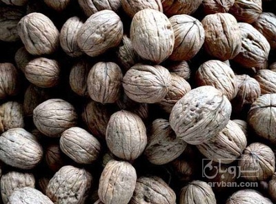 فروش گردو تازه بدون پوست سبز