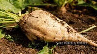 فروش چغندر قند