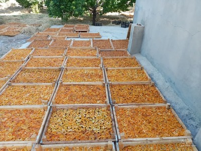 فروش برگه زردآلو