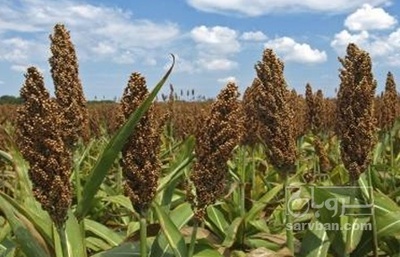 فروش سورگوم (جارو)