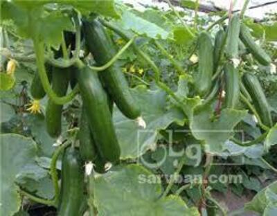 فروش خیارگلخانه ای