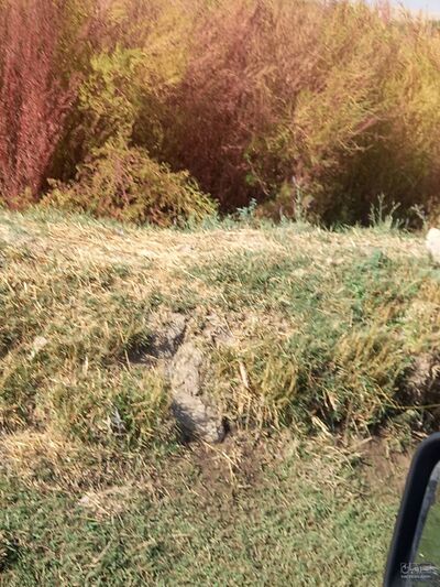 فروش سورگوم (جارو)