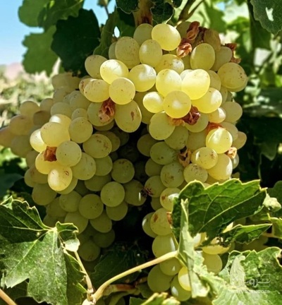 فروش انگور عسکری