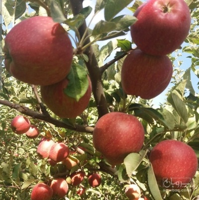 فروش سیب قرمز