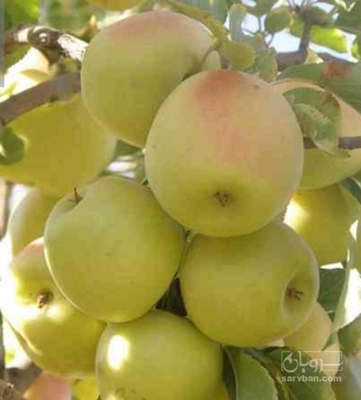 فروش سیب زرد