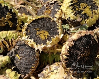 فروش تخمه آفتابگردان بود داده