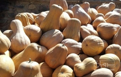 فروش کدو حلوایی